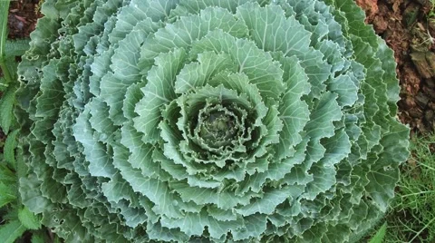 Decorative cabbage blossom at the Doi Mon Jam Royal Agricultural Station. Video stock 49485530