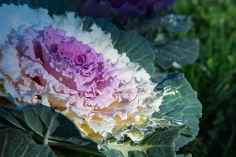 Decorative cabbage with dew drops or rain. Close-up, bright colors. Structure Stock Photos