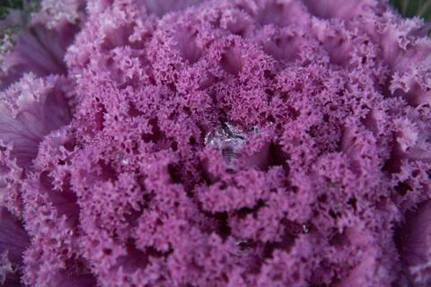Decorative cabbage with dew drops or rain. Close-up, bright colors. Structure Stock Photos