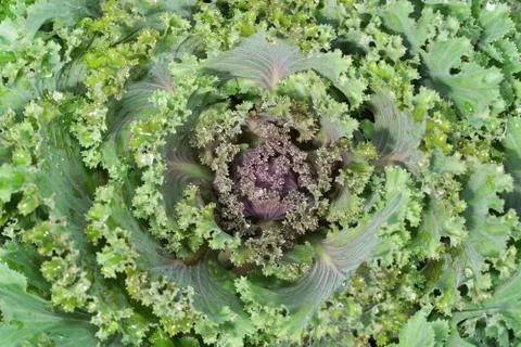 Decorative cabbage in the garden 스톡 사진