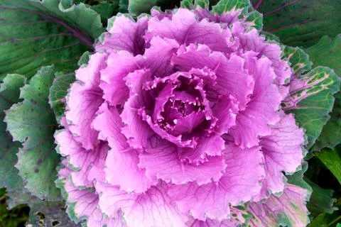 Decorative cabbage in a garden. Stock Photos