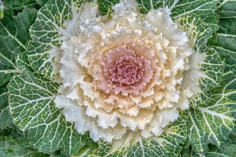 Decorative Cabbage or Kale Stock Photos