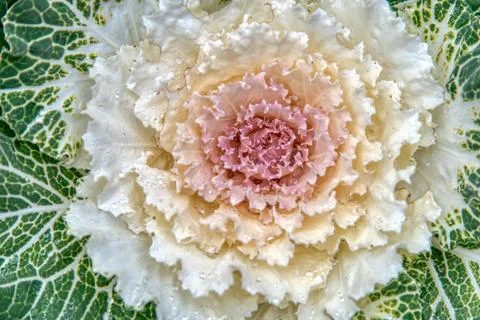 Decorative Cabbage or Kale Stock Photos