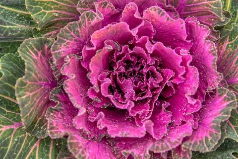 Decorative Cabbage or Kale Stock Photos