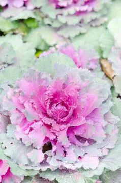 Decorative cabbage 스톡 사진