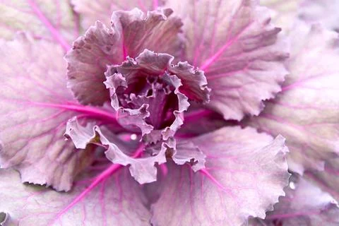 Decorative cabbage 库存照片