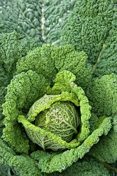 Decorative cabbage Stock Photos