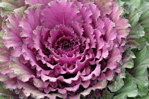 Decorative cabbage Stock Photos
