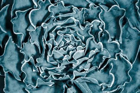 Decorative cabbage Stock Photos