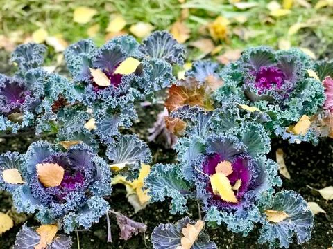 Decorative cabbage, top view Foto stock