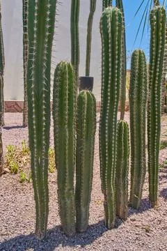 Decorative cacti from a botanical garden of a desert-themed hotel Stock Photos