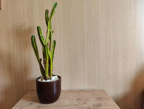 Decorative cacti Stock Photos