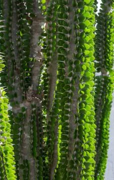 Decorative cactus closeup Stock Photos