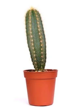 Decorative cactus Stock Photos