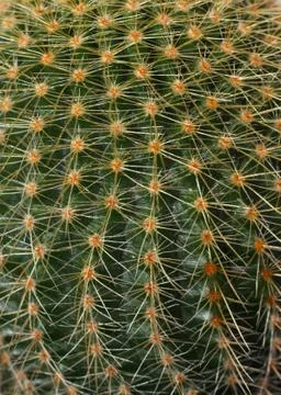 Decorative cactus Stock Photos