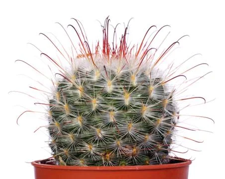 Decorative cactus Stock Photos