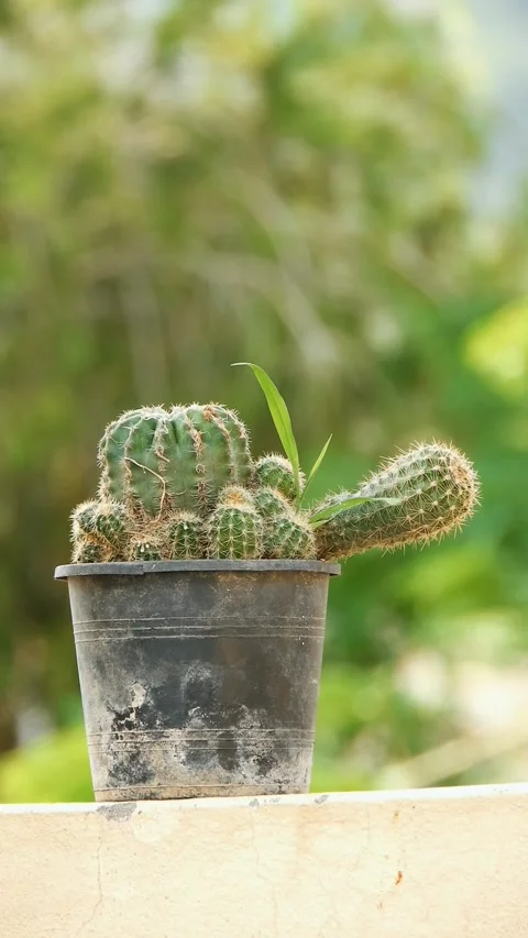 Decorative Cactus In Pot On House Wall - 4k Vertical Footage Stock Footage 342148673