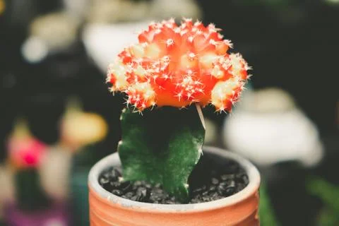 Decorative cactus Ruby Ball on blurred background Stock Photos