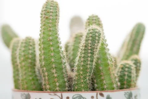 Decorative cactus on a white background Stock Photos