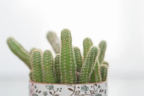 Decorative cactus on a white background Stock Photos