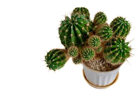 Decorative cactus on a white background Stock Photos