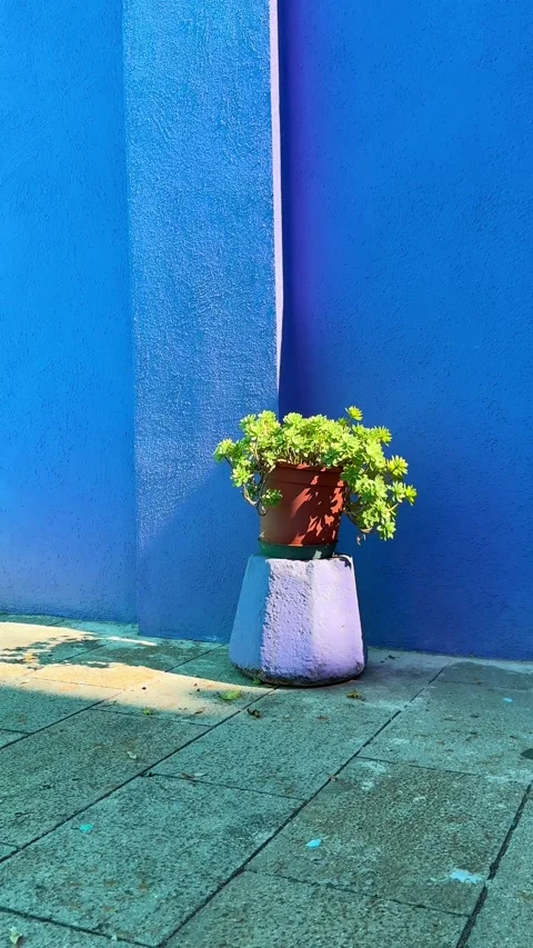Decorative ceramic pot with green flower against the blue wall. Stock Footage 298181734