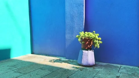 Decorative ceramic pot with green flower against the blue wall. Stock-Footage 298181999