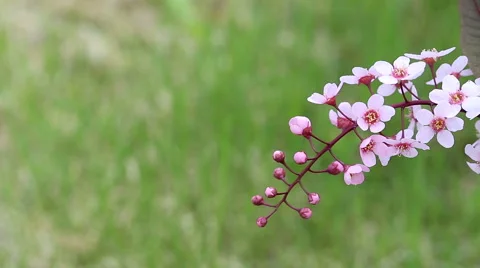 Decorative cherry Stock Footage 49992276