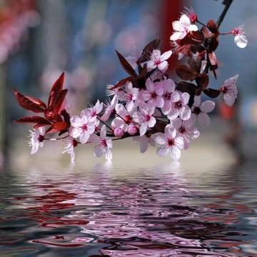 Decorative cherry tree blossoms Stock Photos