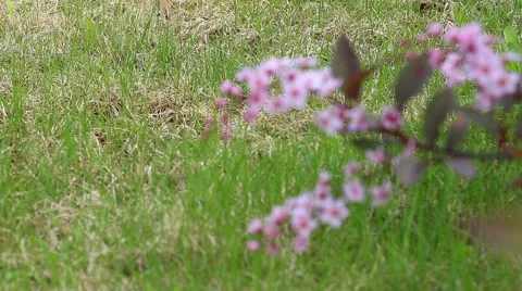Decorative cherry tree Stock Footage 49993452