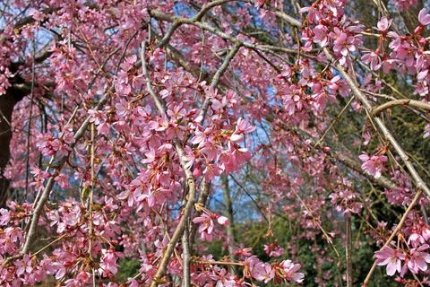 Decorative cherry variety Stock Photos