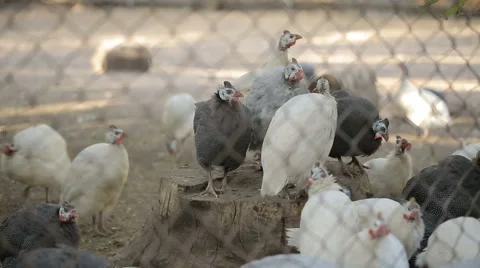 Decorative Chickens Behind Bars Stock Footage 56184180