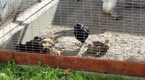 Decorative chickens Video stock 12400729