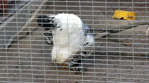 Decorative chickens Stock Footage 12400738