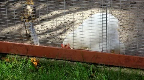 Decorative chickens Video stock 12400749