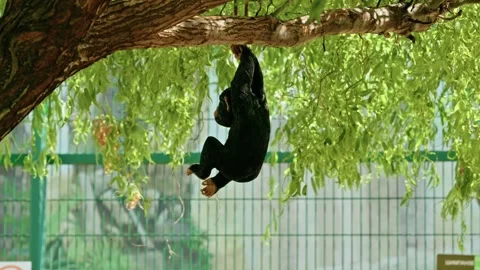 Decorative Chimpanzee Figure Hanging on Tree Branch in Zoo Video stock 343669318