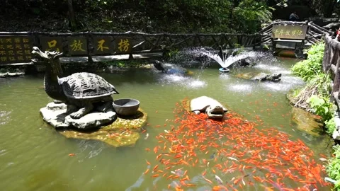 Decorative chinese pond with koi fish swimming Stock Footage 345634045