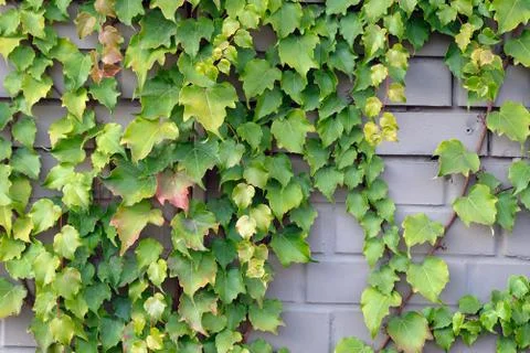 Decorative climbing plant on a brick wall. The vine is thin wooden, the leave Stock Photos