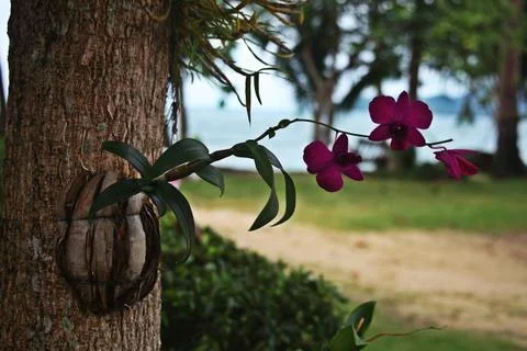 Decorative coconut on the tree with the flower Stock Photos