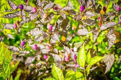Decorative colored small Peppers Stock Photos