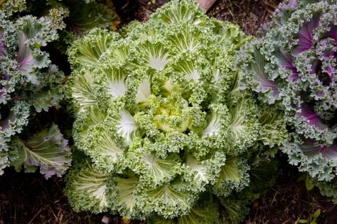 Decorative coloured cabbage Stock Photos