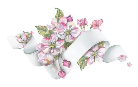Decorative composition with apple flowers and white ribbon scroll for text Stock Illustration