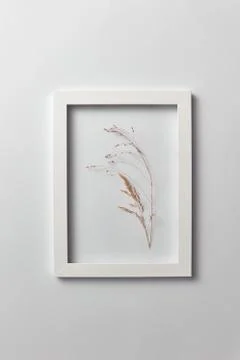 Decorative composition of seedhead plant in a rectangular frame on a light Stock Photos