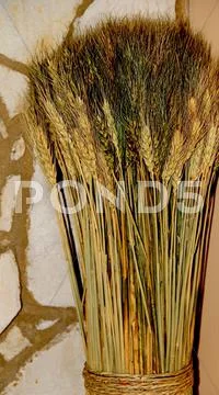 Decorative Crops Stock Photos