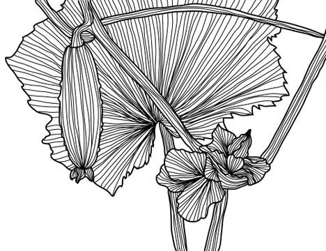 Decorative cucumber Illustrazione stock