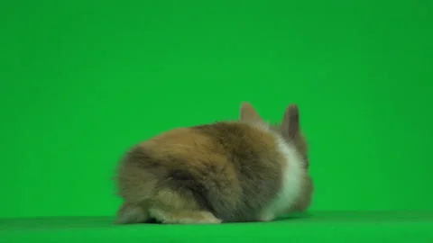 Decorative cute rabbit on green screen Stock Footage 106670247