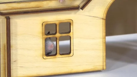 Decorative cute rats close up in a small wooden house at white background Stock Footage 128148065