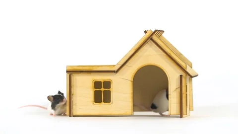 Decorative cute rats close up in a small wooden house at white background Stock Footage 128149525
