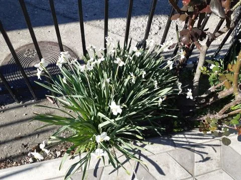 Decorative Daffodils Stock Photos