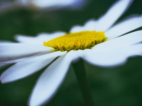 Decorative daisy in the garden Stock Photos